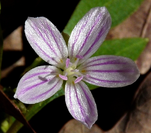 {Claytonia virginica}